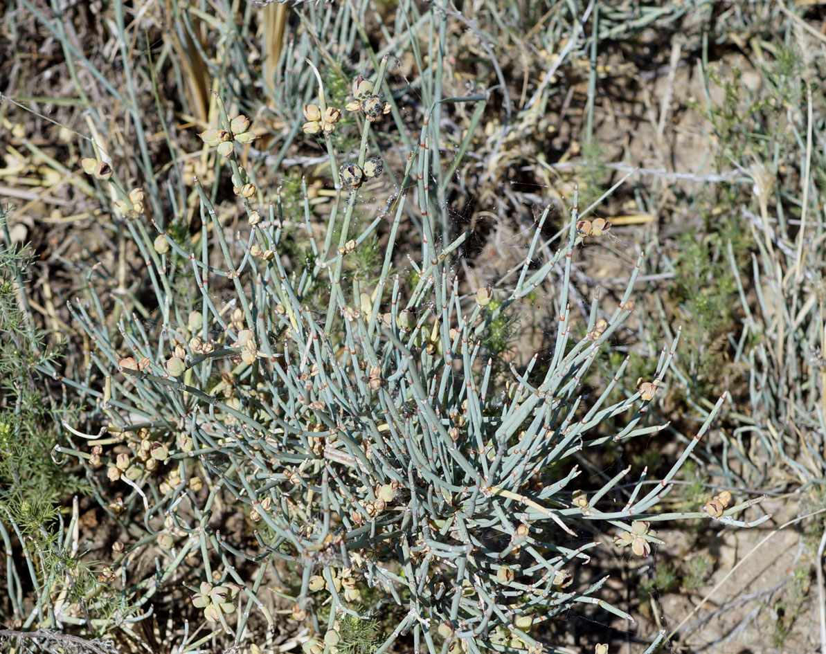 Image of Ephedra monosperma specimen.