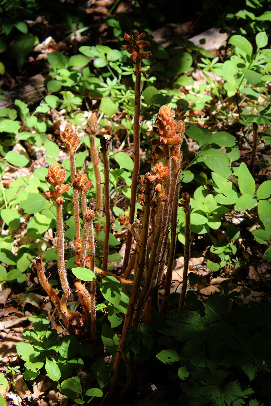 Image of Orobanche laxissima specimen.