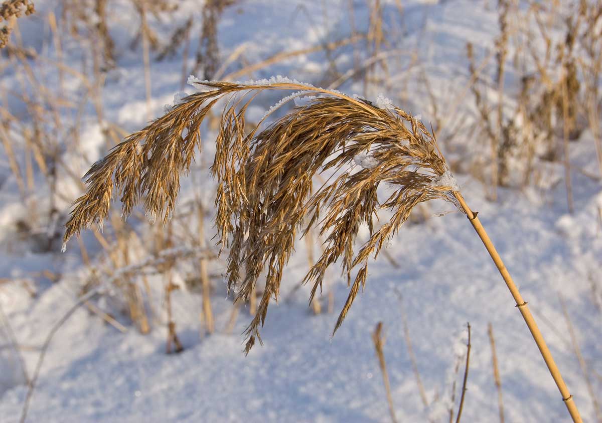 Изображение особи Phragmites australis.