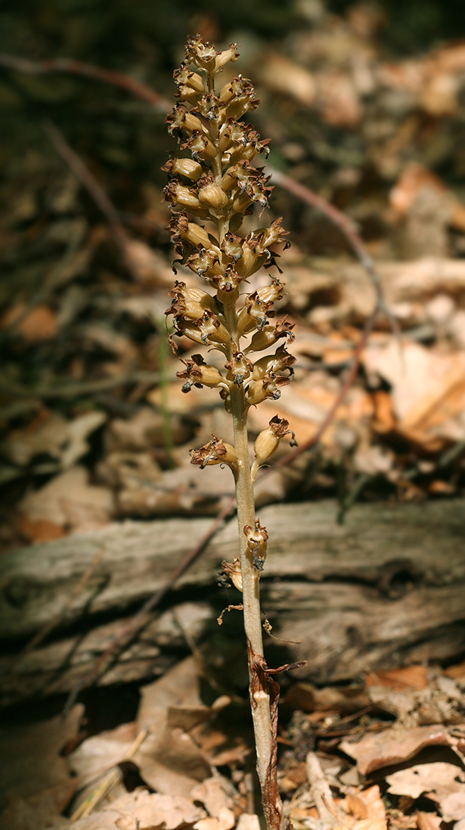 Image of Neottia nidus-avis specimen.