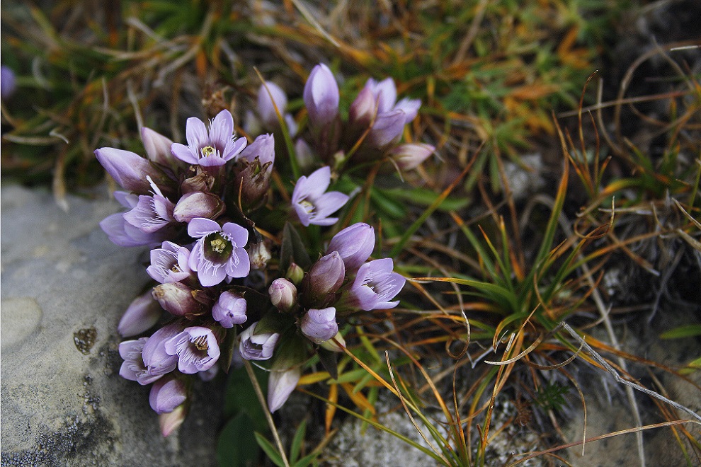 Image of Gentianella caucasea specimen.