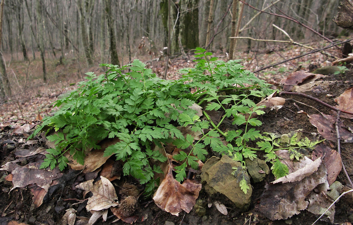 Изображение особи Anthriscus sylvestris.