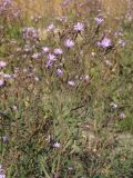 Lactuca tatarica