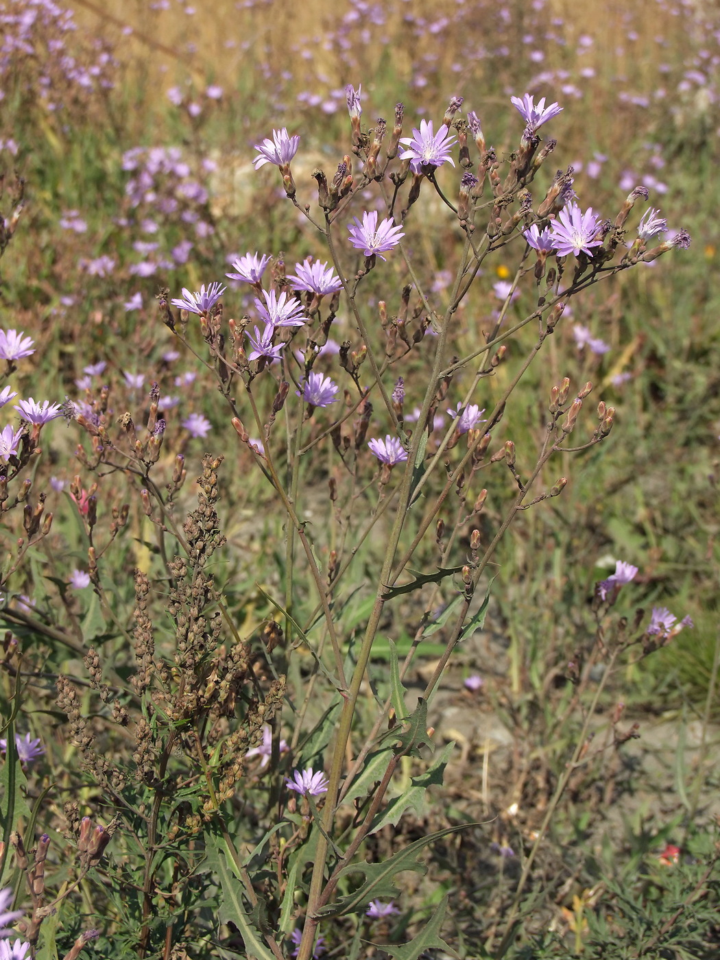 Изображение особи Lactuca tatarica.