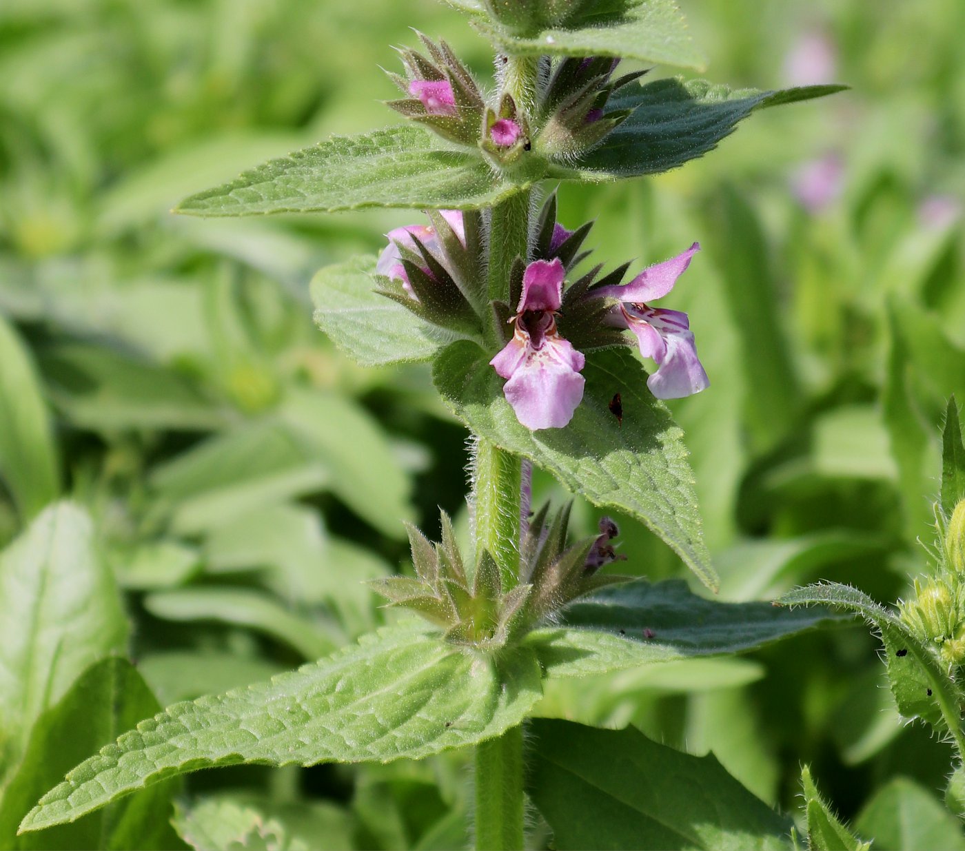 Изображение особи Stachys arabica.