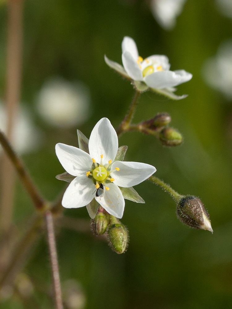 Image of Spergula arvensis specimen.