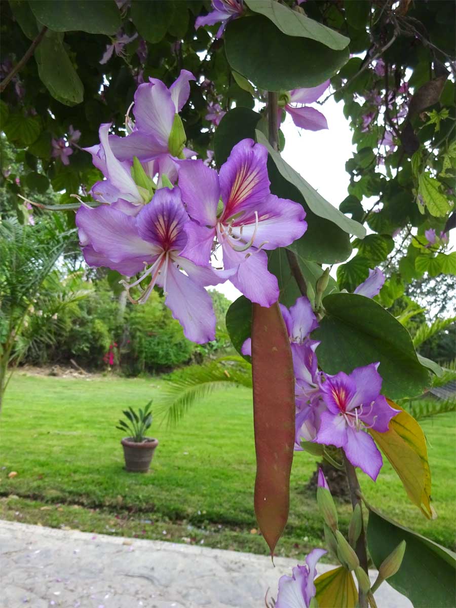 Изображение особи Bauhinia variegata.