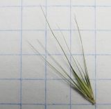 Hordeum geniculatum