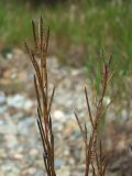 Barbarea orthoceras