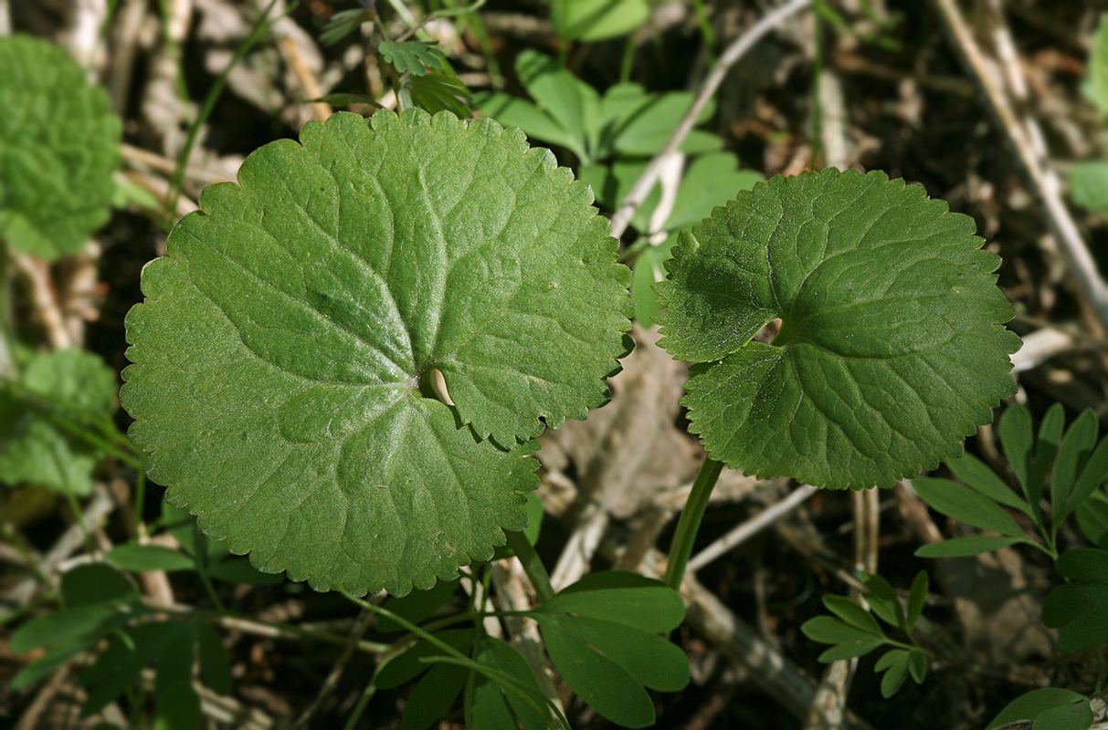 Image of Ranunculus cassubicus specimen.