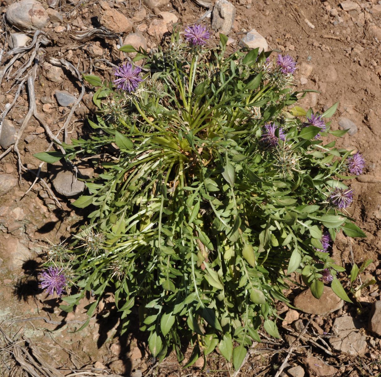 Image of Centaurea raphanina ssp. mixta specimen.