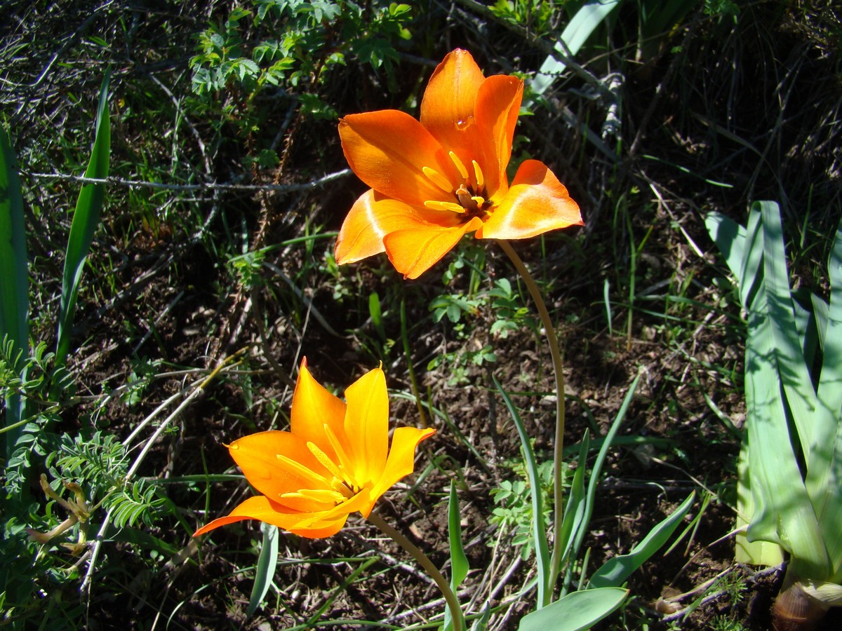 Image of Tulipa zenaidae specimen.