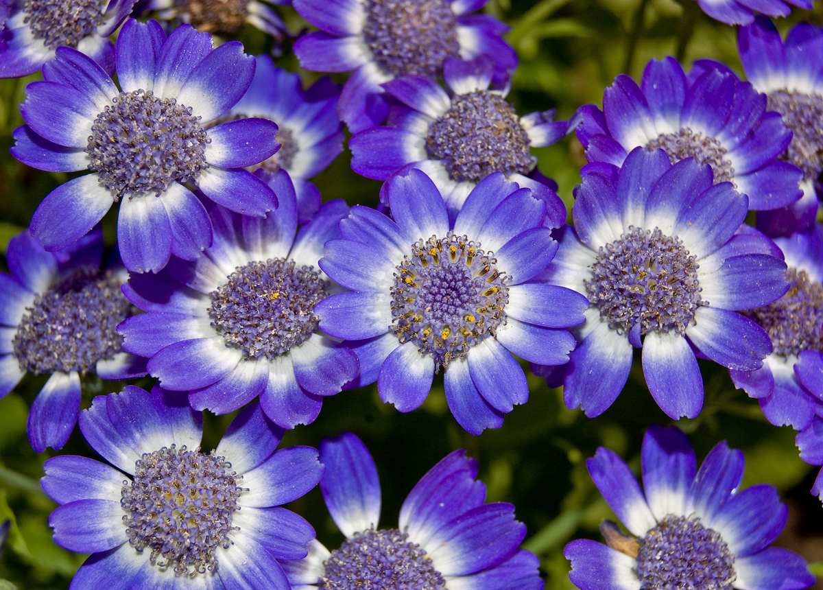 Изображение особи Pericallis hybrida.