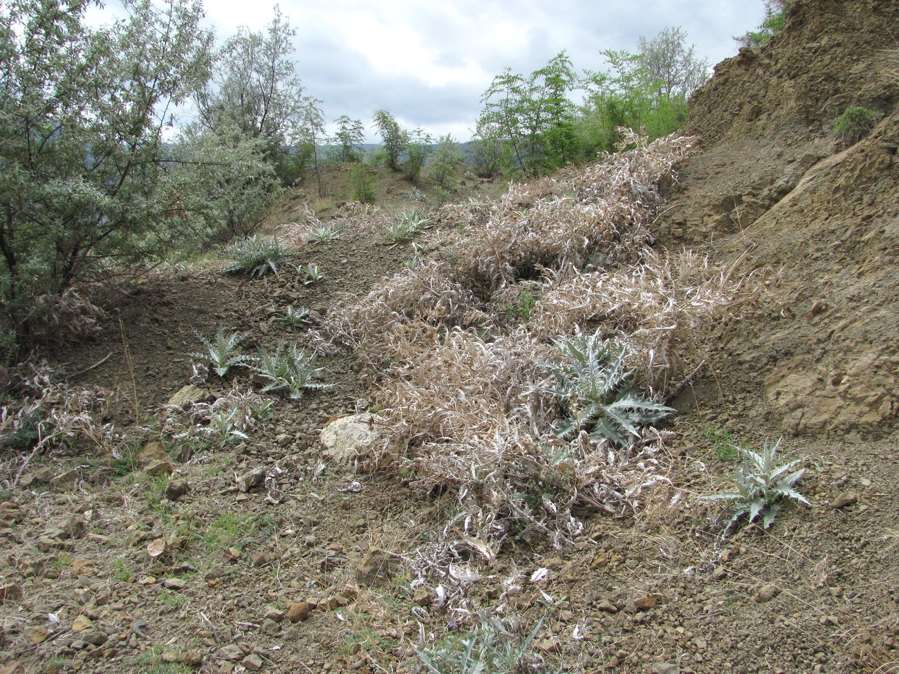 Изображение особи Cirsium argillosum.