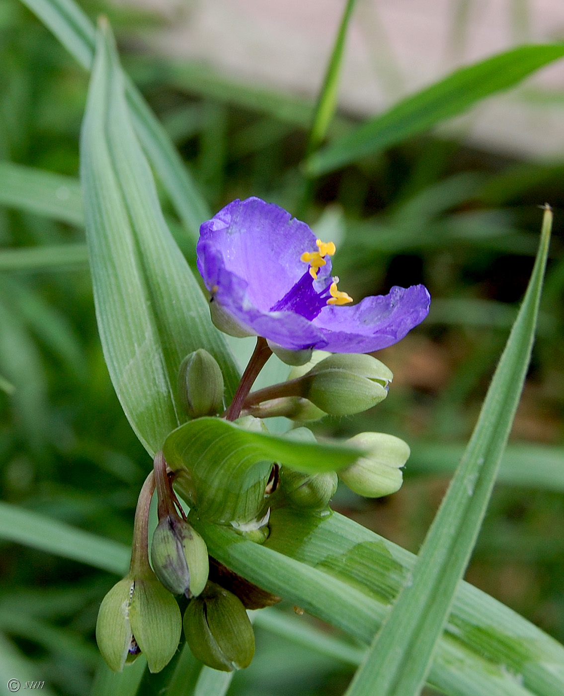 Изображение особи Tradescantia virginiana.