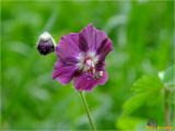 Geranium phaeum. Цветок и бутон. Украина, Ивано-Франковская обл., Болеховский горсовет, Поляницкий сельсовет, Поляницкий региональный ландшафтный парк, горный луг. 26.04.2018.