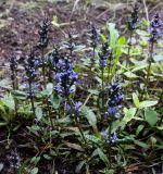 Ajuga reptans. Верхушки цветущих растений ('Chocolate Chip'). Пермский край, Свердловский р-н, кладбище \"Южное\", клумба. 22.06.2018.