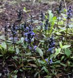 Ajuga reptans