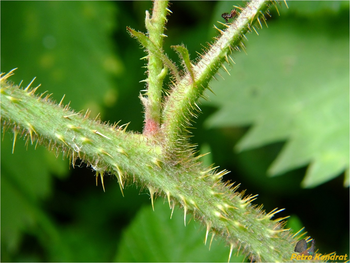 Изображение особи Rubus hirtus.