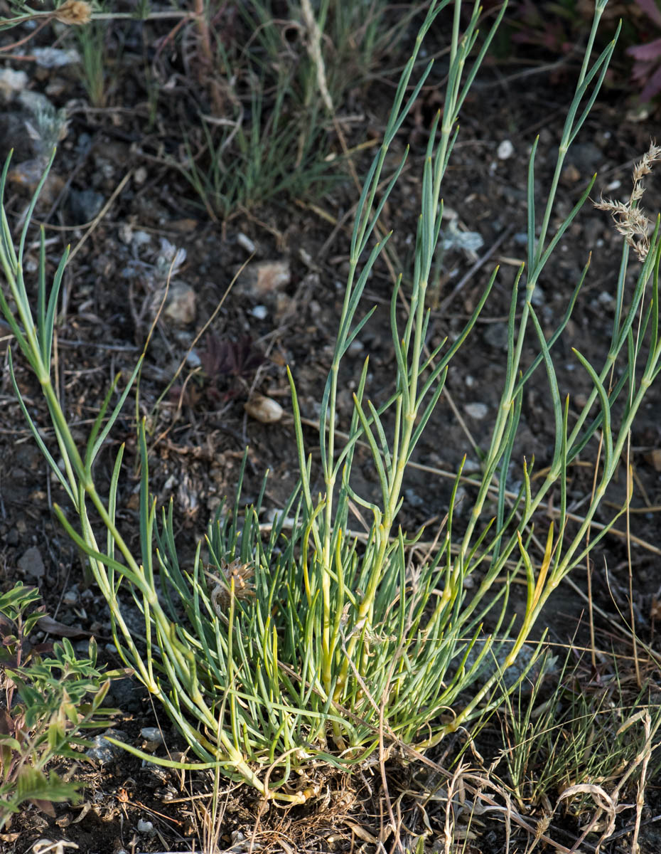 Image of Gypsophila patrinii specimen.