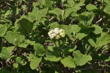 Viburnum lantana