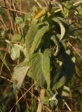 Mentha longifolia