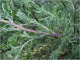 Artemisia campestris. Часть побега. Чувашия, окр. г. Шумерля, ст. Кумашка, ж.-д. насыпь. 1 июня 2010 г.