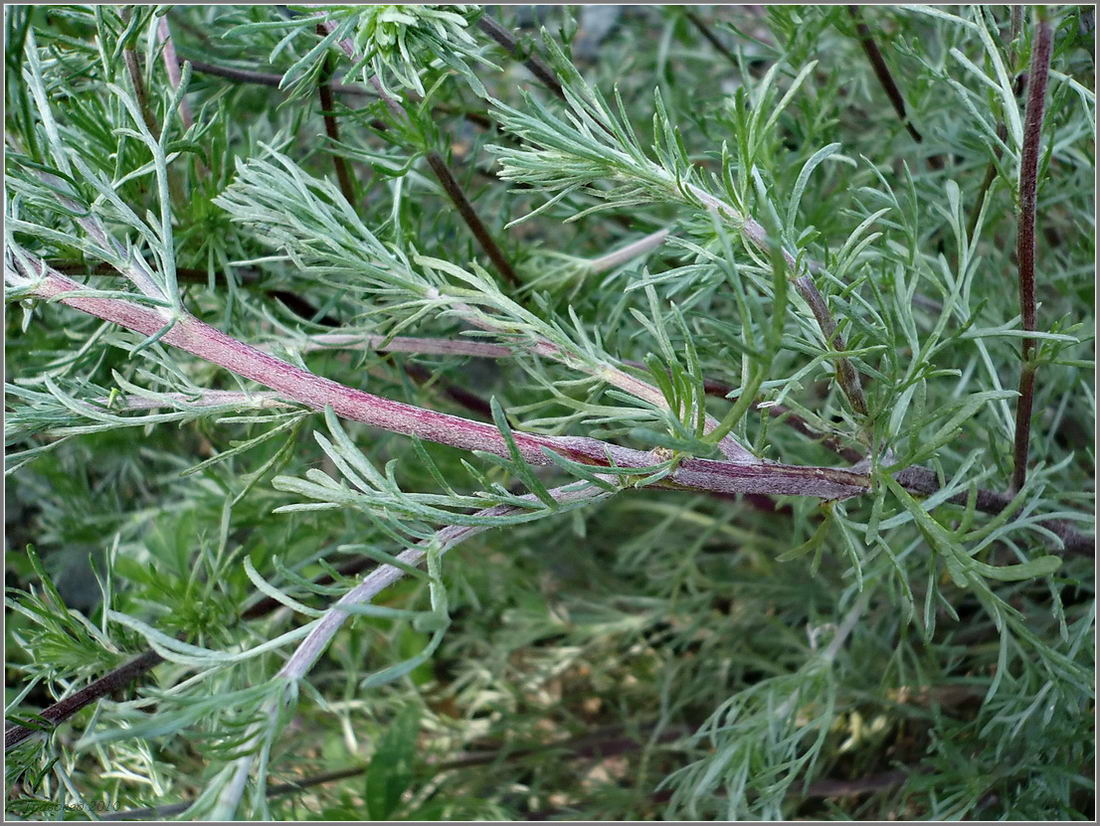 Изображение особи Artemisia campestris.