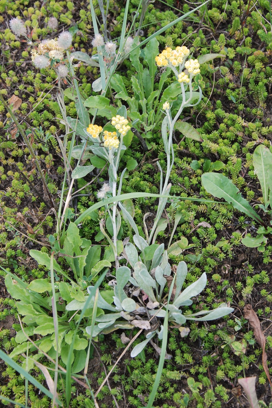 Изображение особи Helichrysum arenarium.