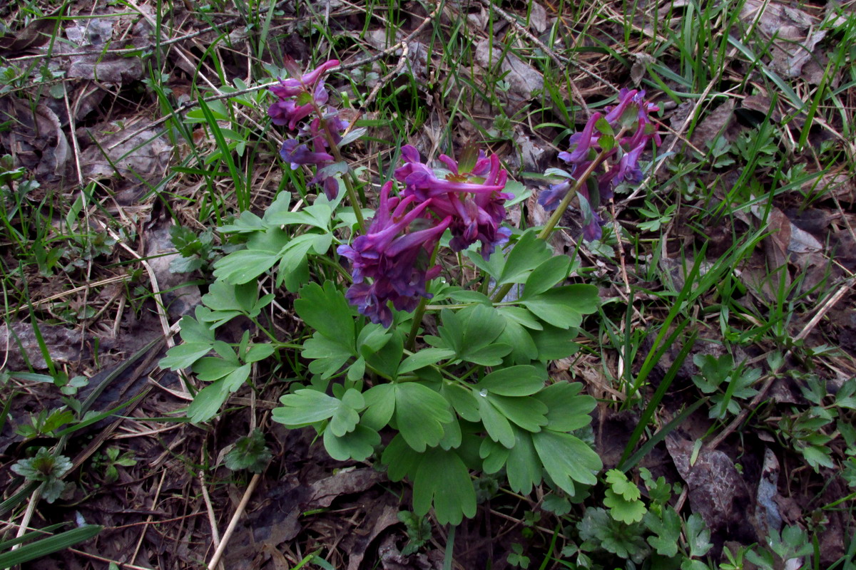 Изображение особи Corydalis lacrimuli-cuculi.