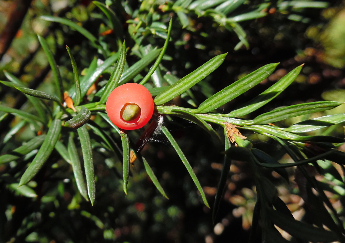 Изображение особи Taxus baccata.