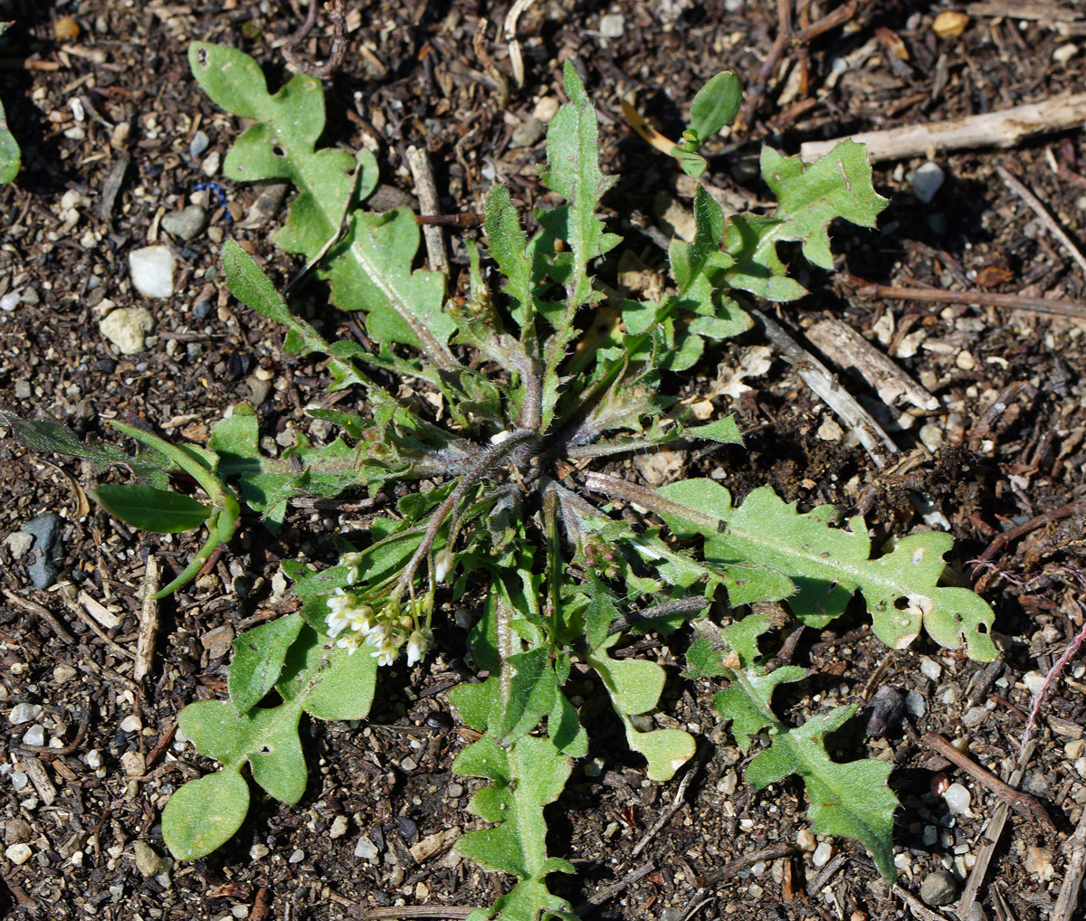 Изображение особи Capsella bursa-pastoris.