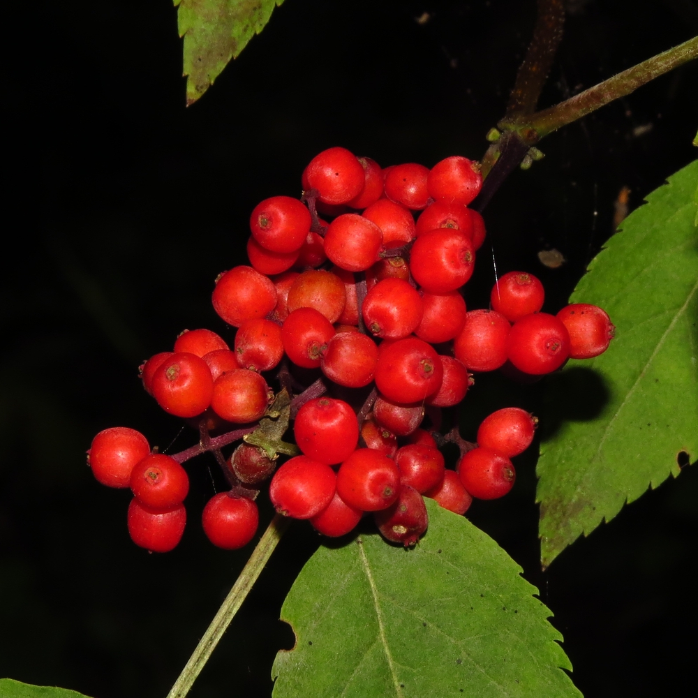 Изображение особи Sambucus racemosa.