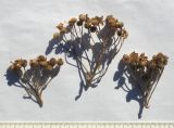 Achillea biserrata