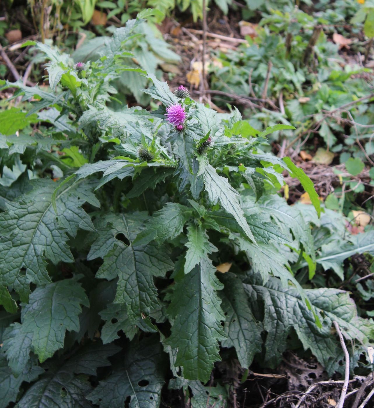 Изображение особи Carduus crispus.