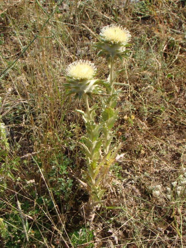 Image of Cousinia gigantolepis specimen.