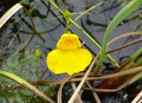 Utricularia intermedia