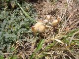 Astragalus karakuschensis