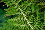 Athyrium distentifolium