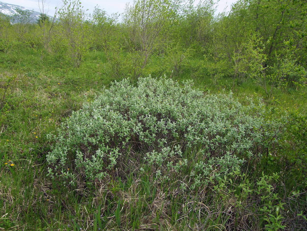 Image of Salix krylovii specimen.