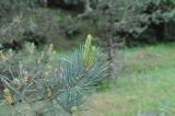 Pinus sylvestris subspecies hamata. Верхушка ветви. Грузия, Боржоми-Харагаульский национальный парк, дно долины руч. Квабисхеви, ≈ 1150 м н.у.м. 26.05.2018.