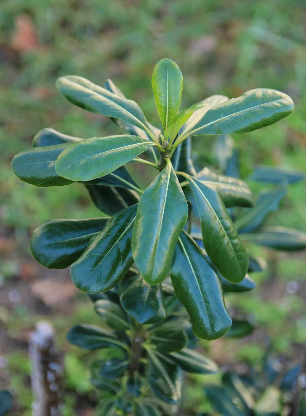 Image of Pittosporum tobira specimen.