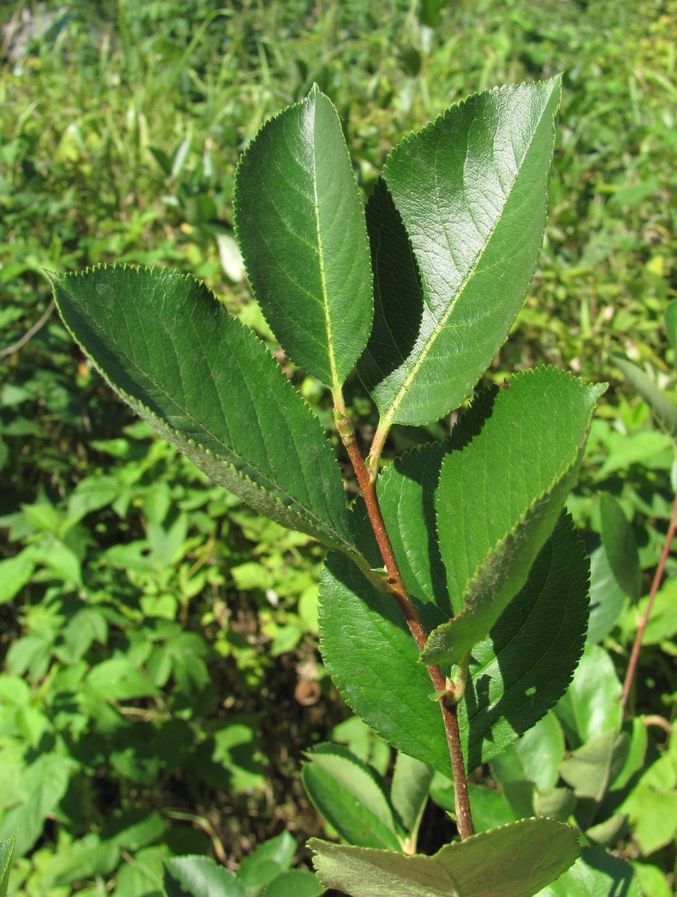 Изображение особи &times; Sorbaronia mitschurinii.