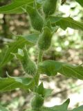 Hyoscyamus niger. Средняя часть стебля с листьями и завязавшимися плодами. Южный Берег Крыма, окр. г. Ялта. 11.06.2010.