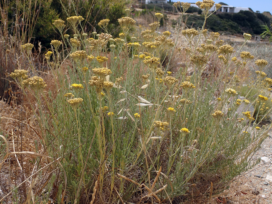 Изображение особи Helichrysum italicum.