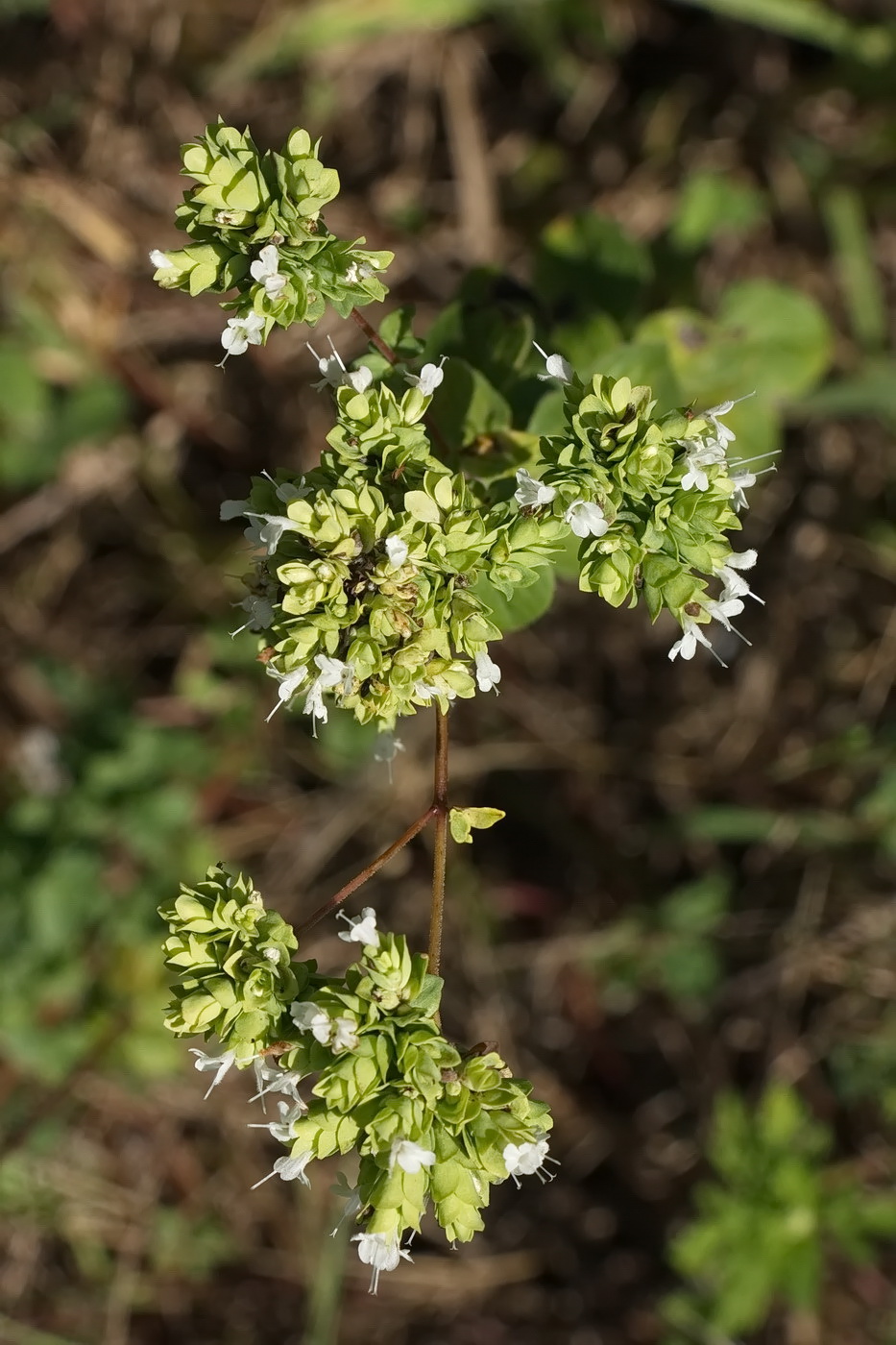 Image of Origanum vulgare ssp. viride specimen.