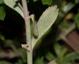 Kalanchoe marmorata