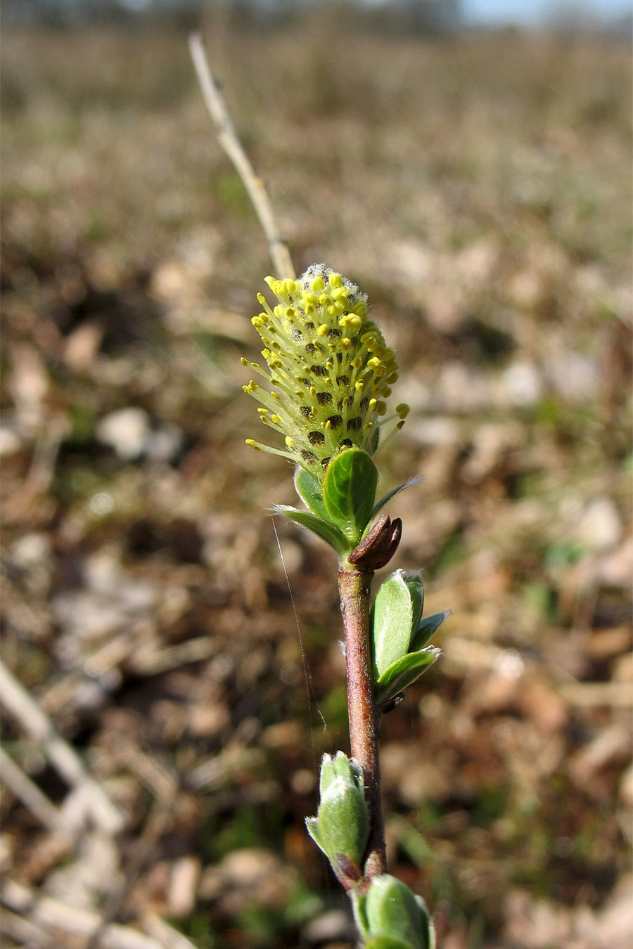 Image of Salix repens specimen.