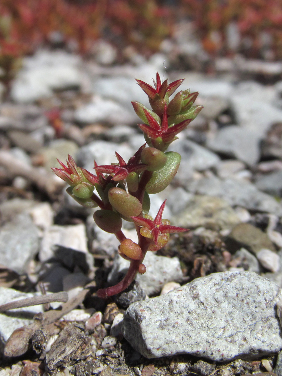 Изображение особи Sedum cespitosum.