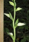 Cephalanthera epipactoides. Часть соцветия с распускающимися цветками и бутонами. Краснодарский край, м/о г. Новороссийск, окр. хут. Камчатка, дубовый лес. 10 мая 2019 г.